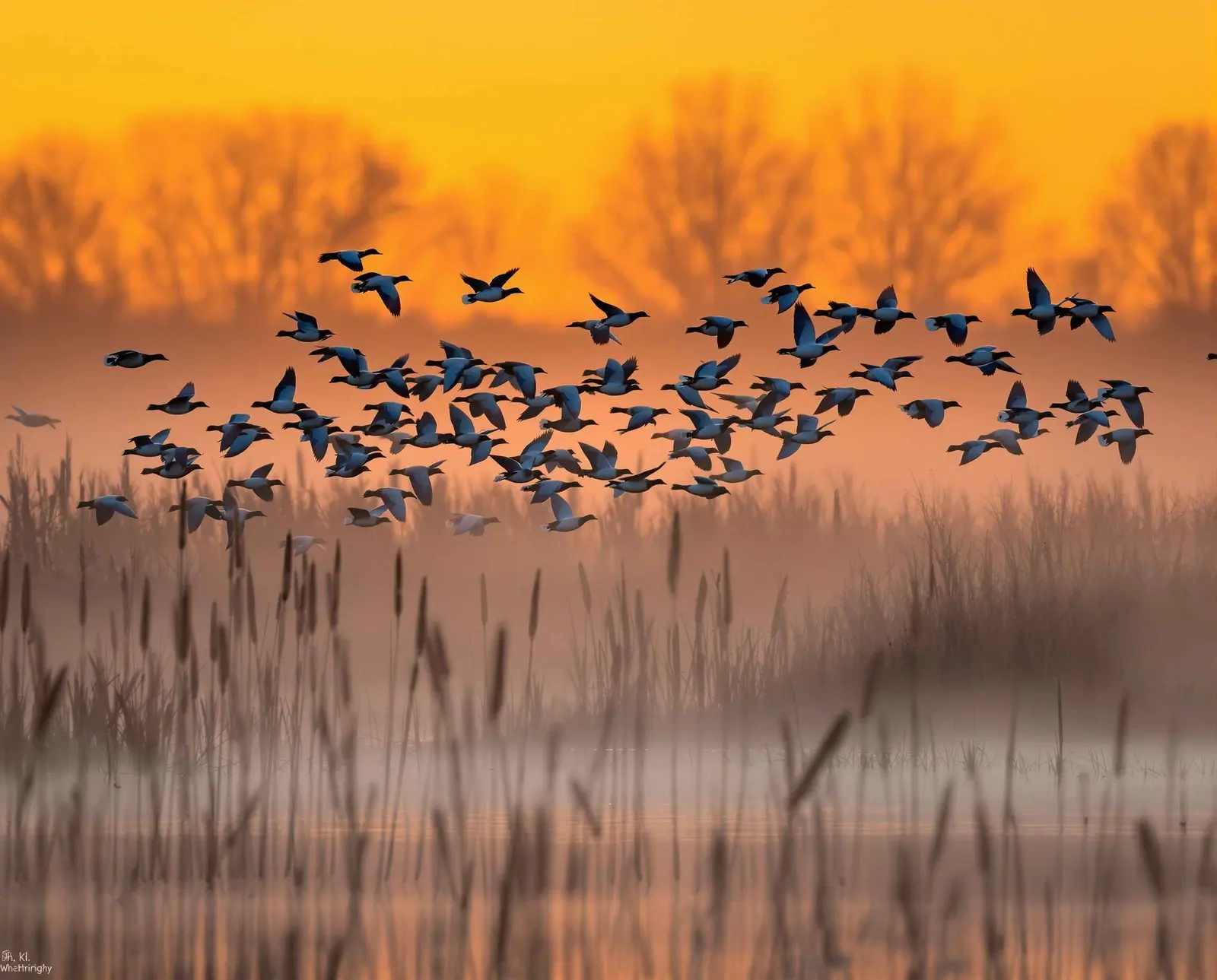 Waterfowl