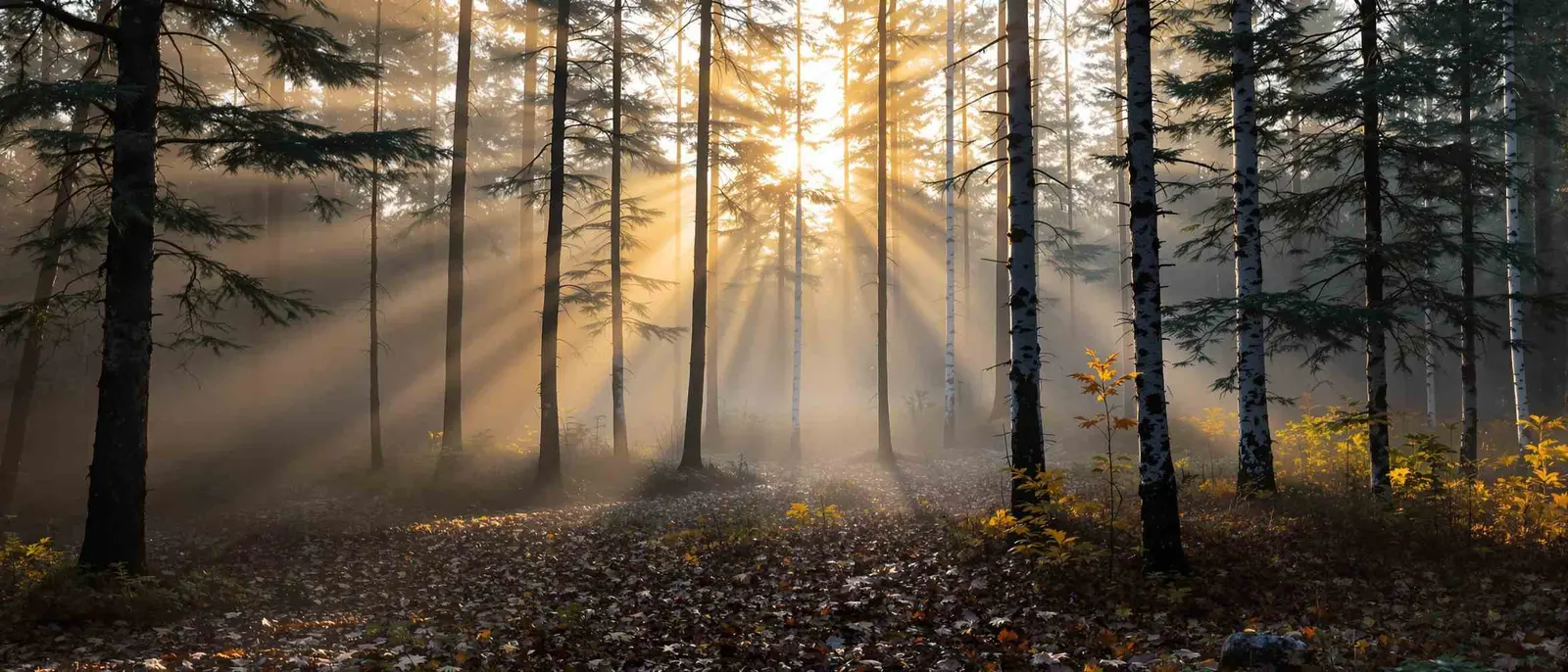 Ontario wilderness