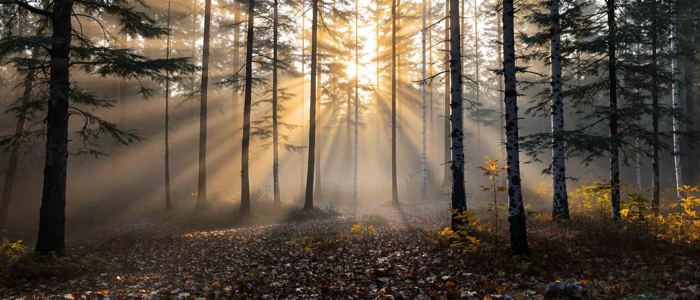 Ontario wilderness