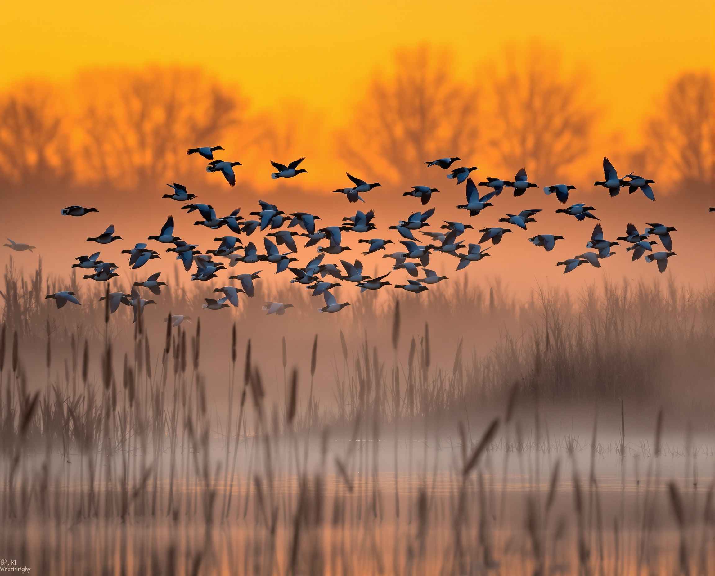 Waterfowl